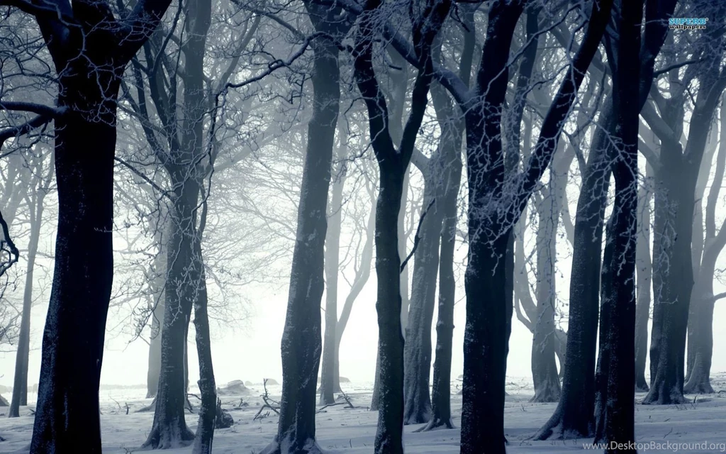 Dark Forest In Winter Wallpapers Photography Wallpapers