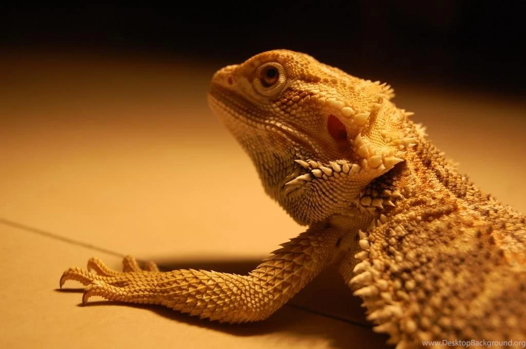 Bearded Dragon Wallpapers