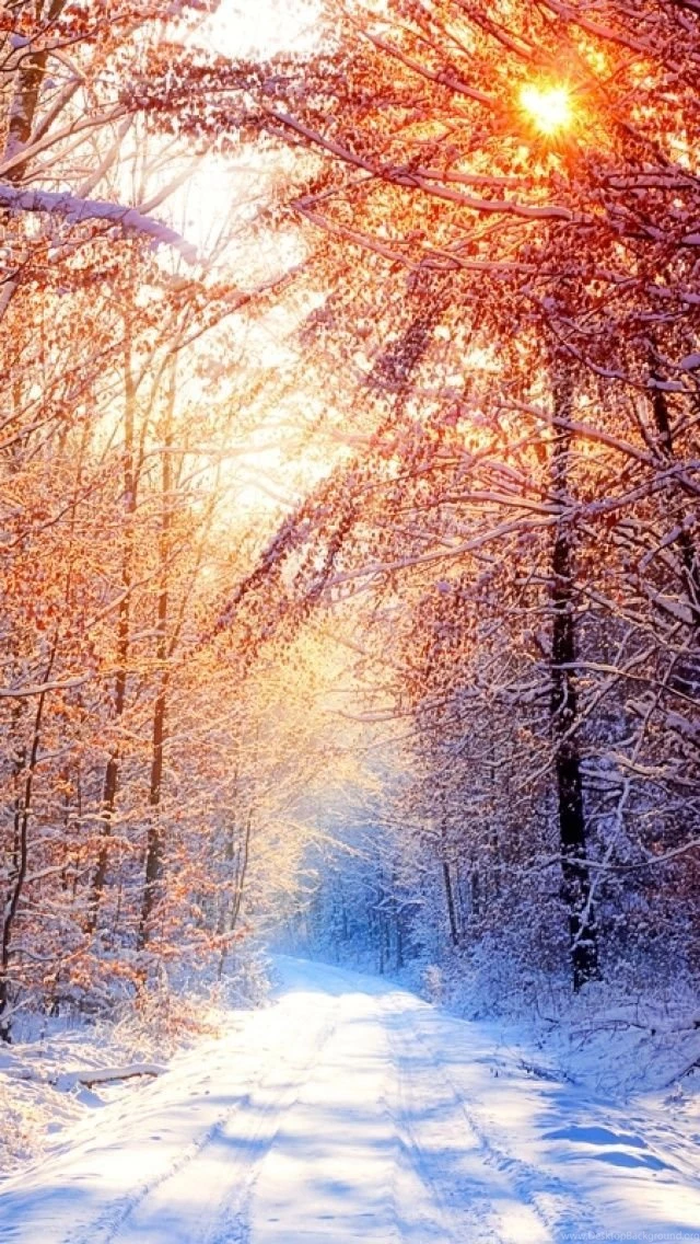 Snowy Forest iPhone 5 Wallpapers