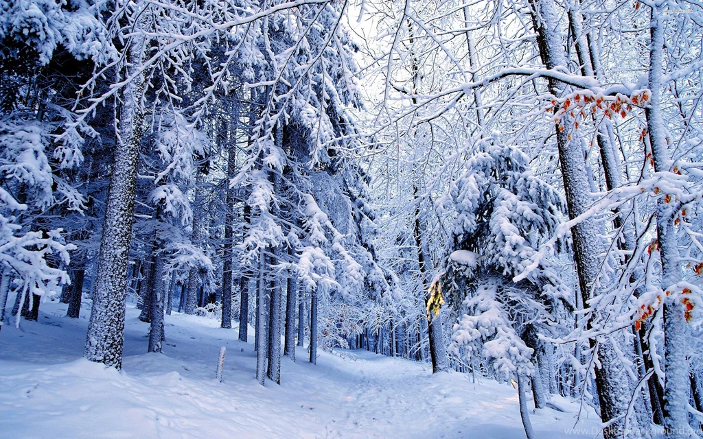 Blue Snowy Forest Wallpapers