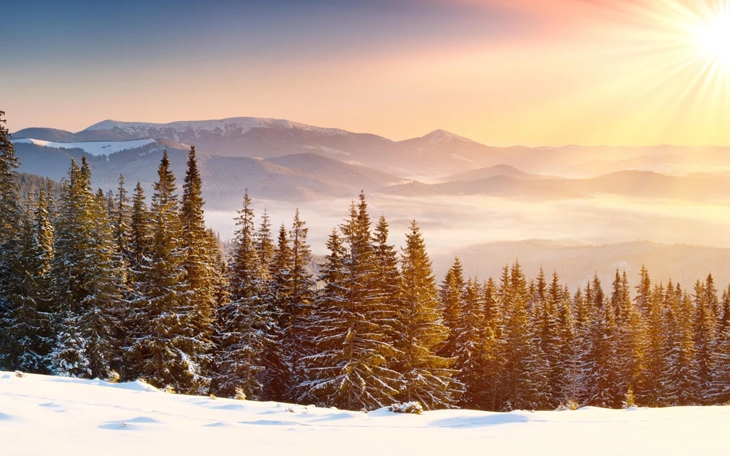 Forests Desktop Wallpapers