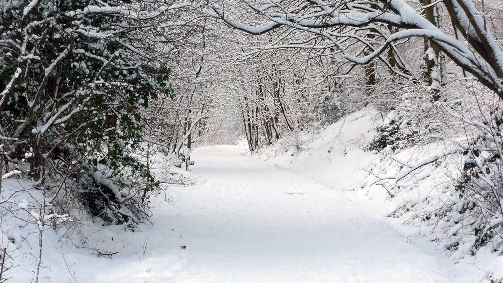 Snowy Forest Wallpapers Nature Wallpapers