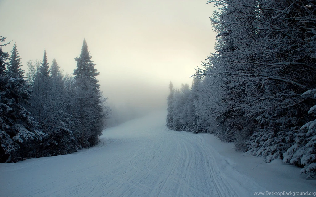 Snowy Forest Above The Clouds Wallpapers Nature Wallpapers