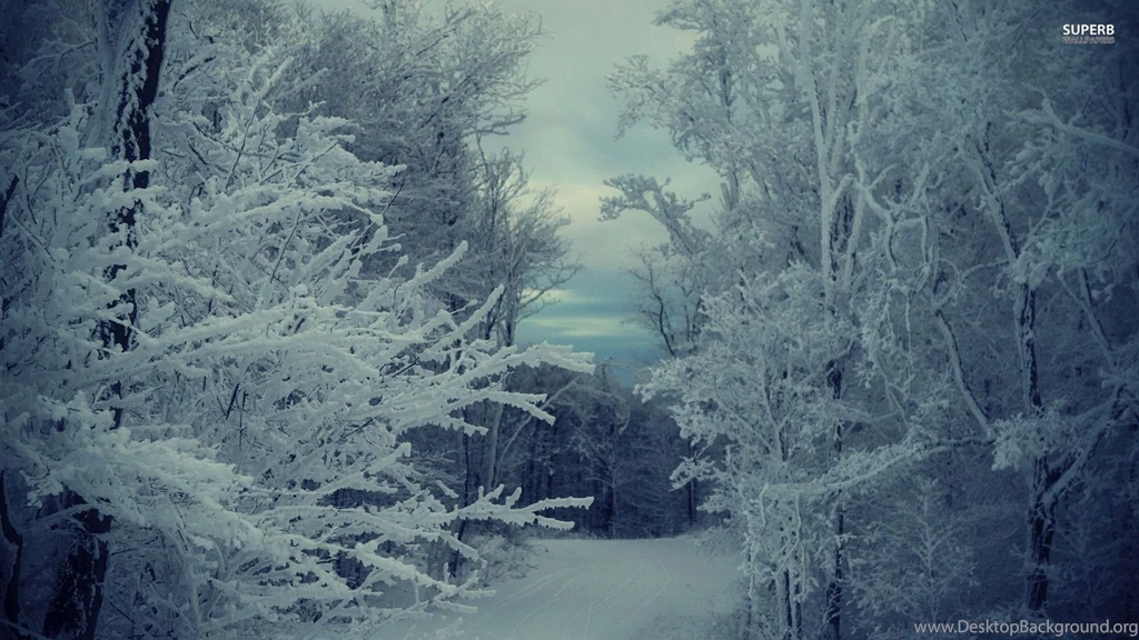 Path Through The Snowy Forest Wallpapers Nature Wallpapers