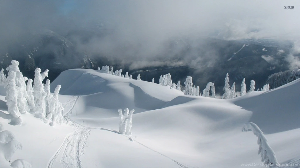 Fog Rising From The Snowy Forest Wallpapers Nature Wallpapers ...