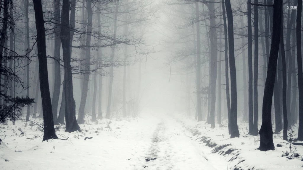 Snowy Path In The Foggy Forest Wallpapers Nature Wallpapers