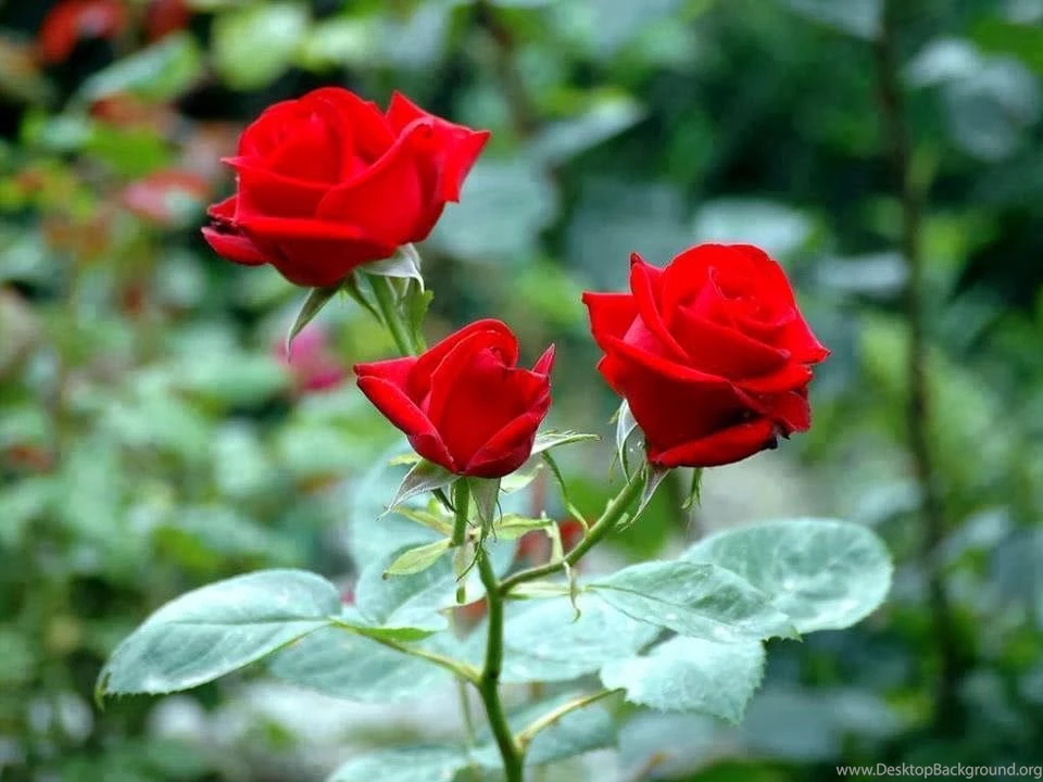 Mind Blowing HD Red Rose Wallpapers ~ Allfreshwallpapers
