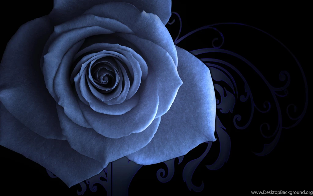 Rose HD Wallpapers