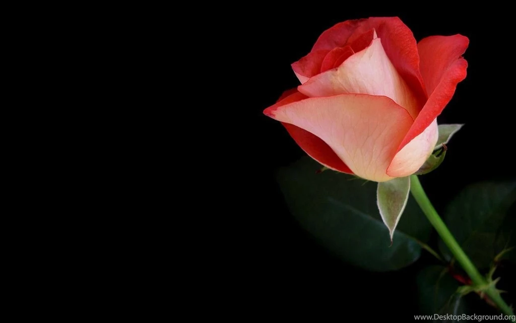 Single Red Rose Wallpapers Flowers