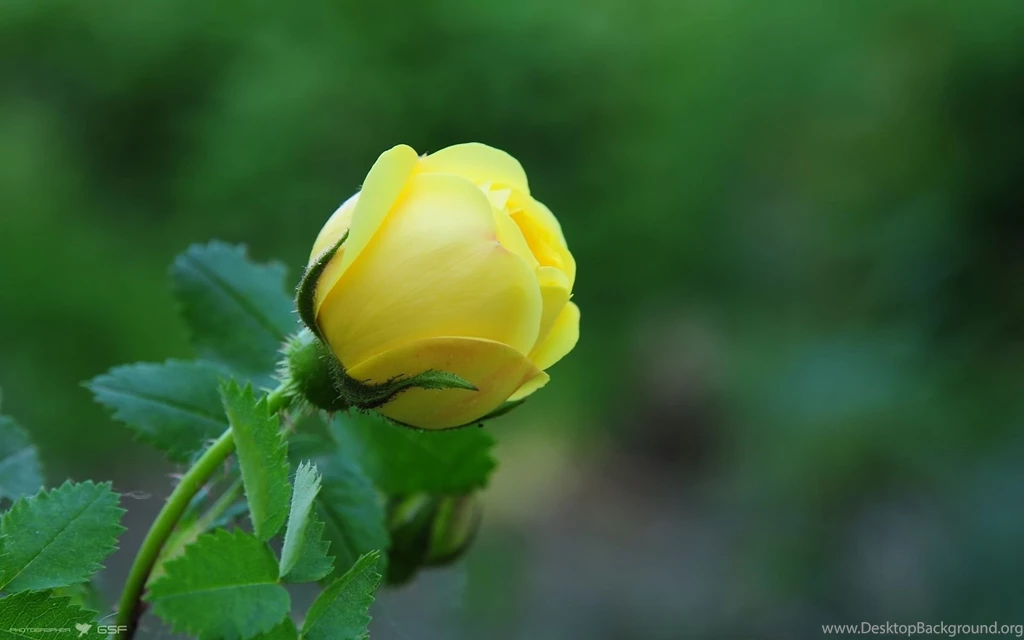 Yellow Rose HD Wallpapers
