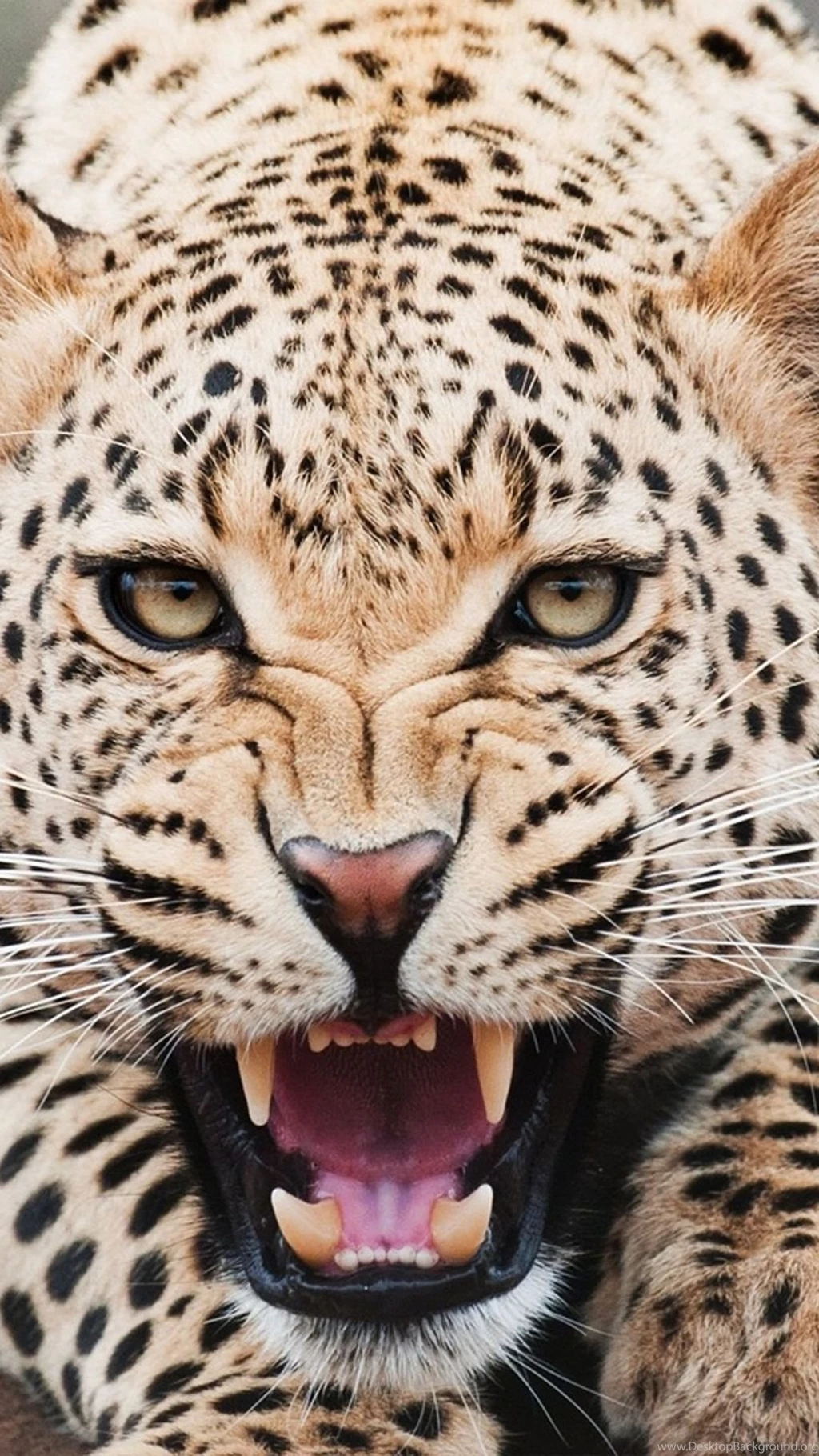 iPhone 6 Plus Tiger 05 HD Wallpapers   Wallpapersmobile.net