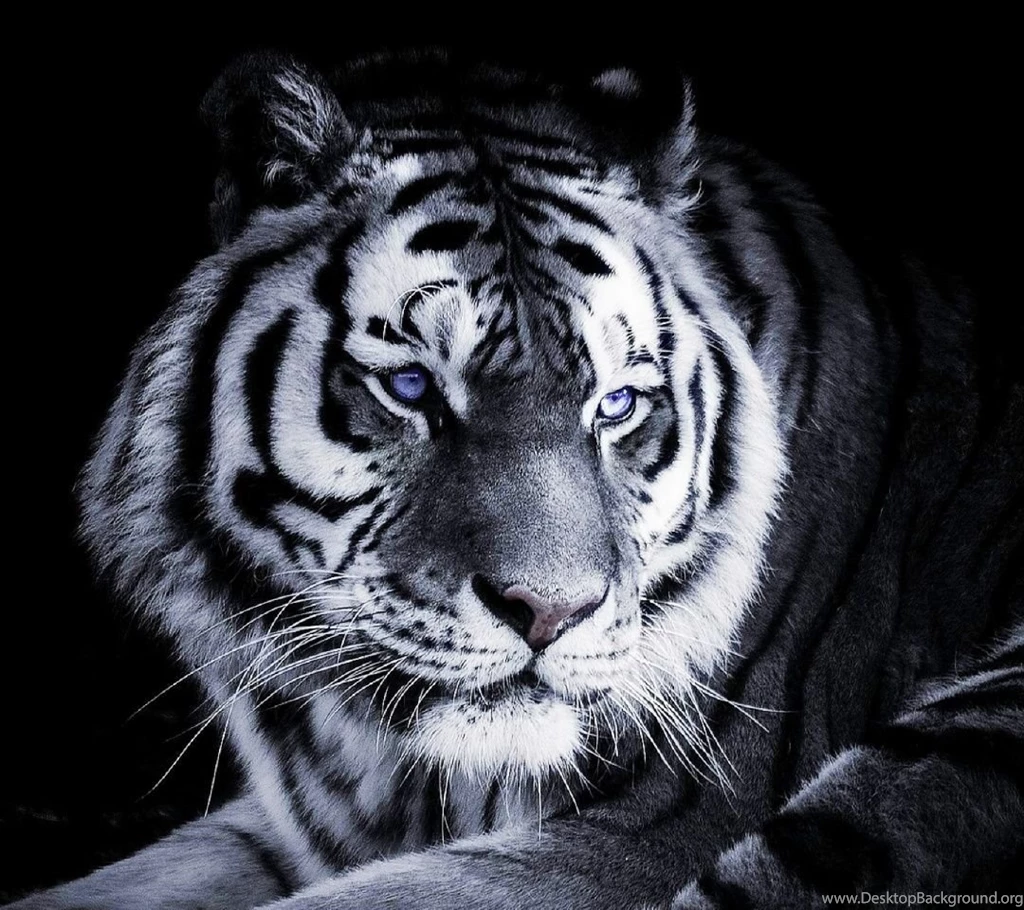 1080x960 Mobile Phone Wallpapers Download 8 1080x960 ...