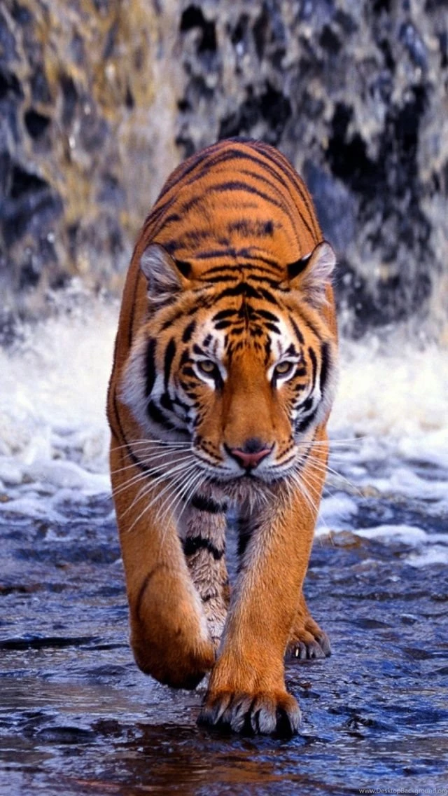 Tiger Mobile Wallpapers   Mobiles Wall