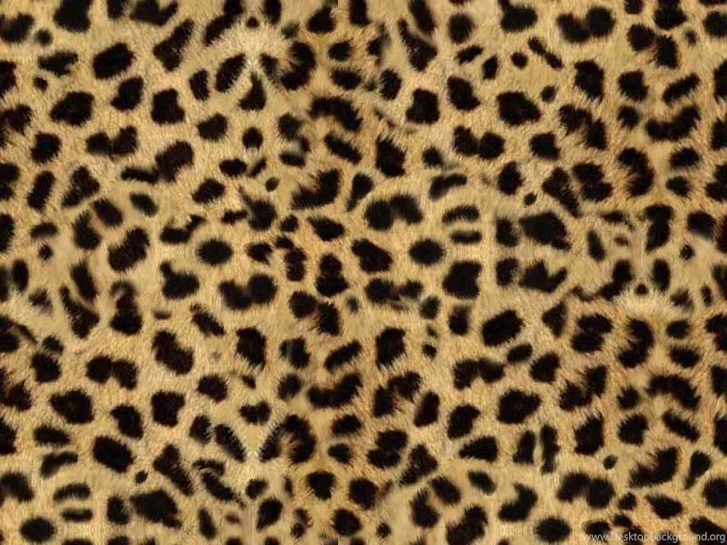 Leopard Backgrounds Photo By Wookawookie