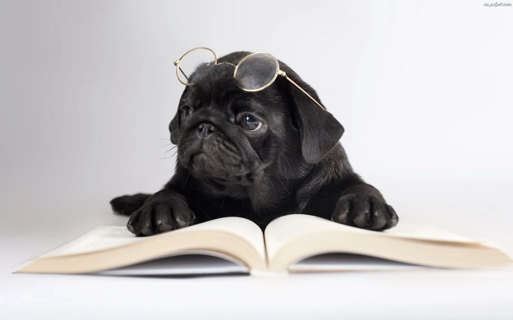 12 Cute Pug Dog Wallpaper Backgrounds HD
