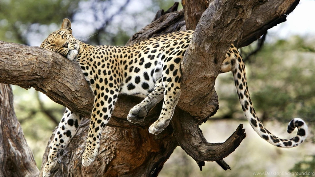 Leopard Wallpapers HD Free Download