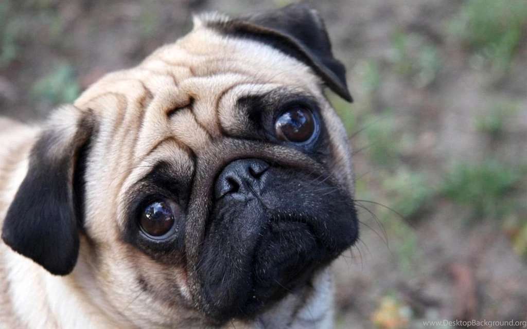 Pug Princess Posing For The Camera Bonus Pug Wallpapers For Your ...
