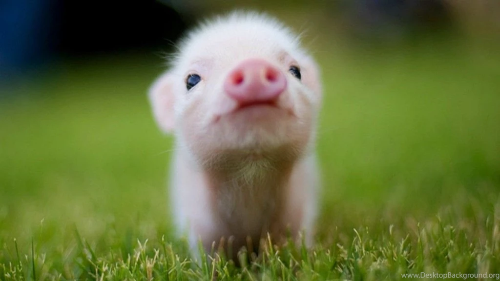 Animal Wallpapers A6 Wallpapers