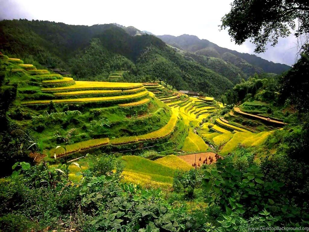 Gallery For Free Wallpapers From China