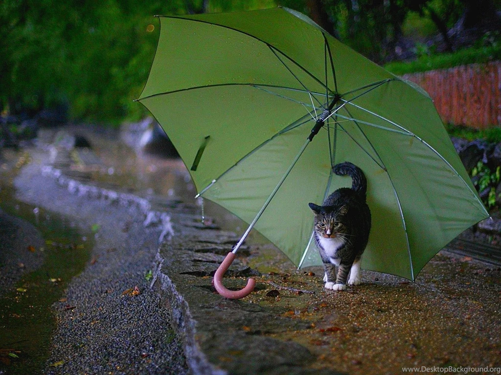Happy Rainy Day Wallpapers ~ Toptenpack.com