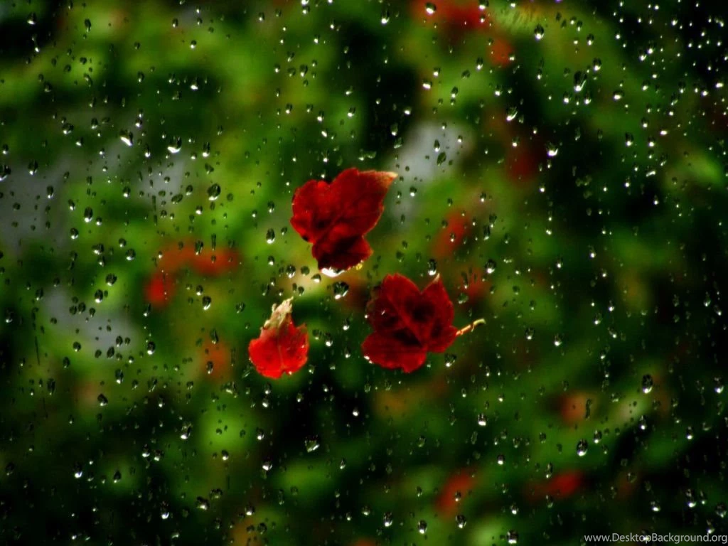 Rainy Wallpapers