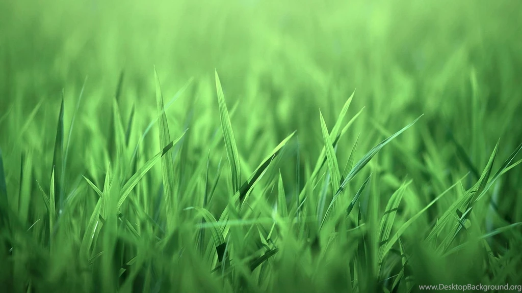 Green Grass Wallpapers Widescreen HD Wallpapers