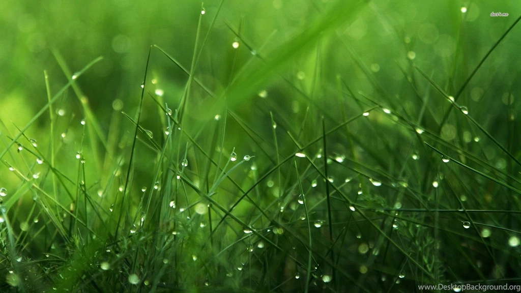 Amazing Grass Wallpapers