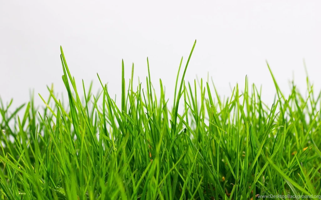 Grass Wallpapers
