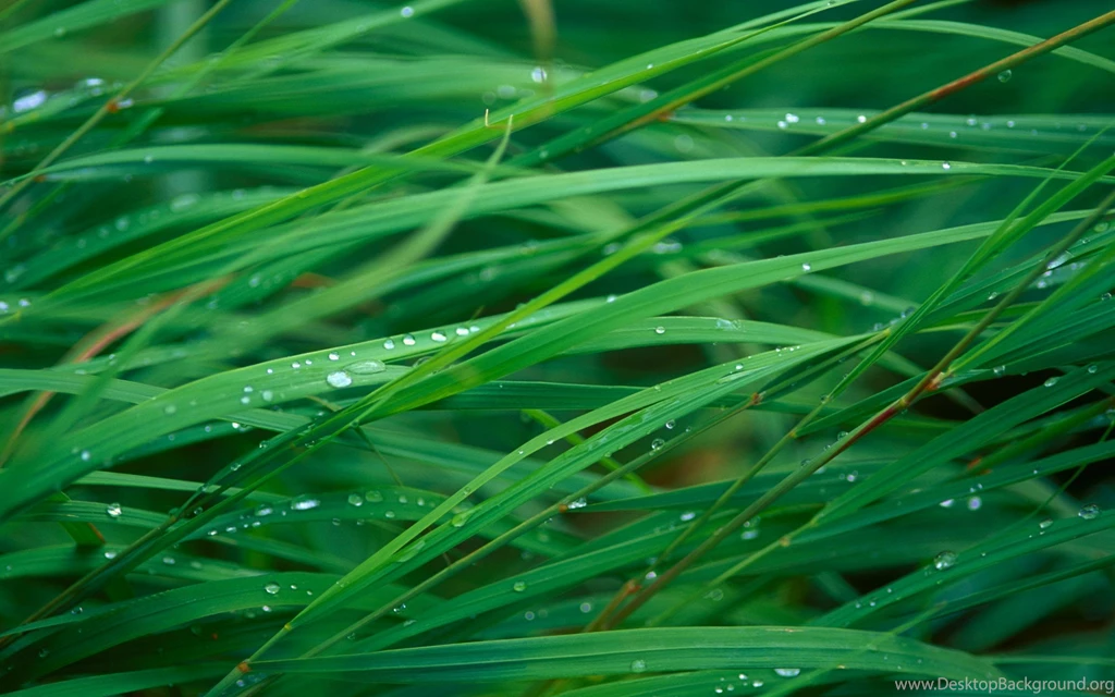 Full HD Wallpapers + Nature, Green, Grass, Dew