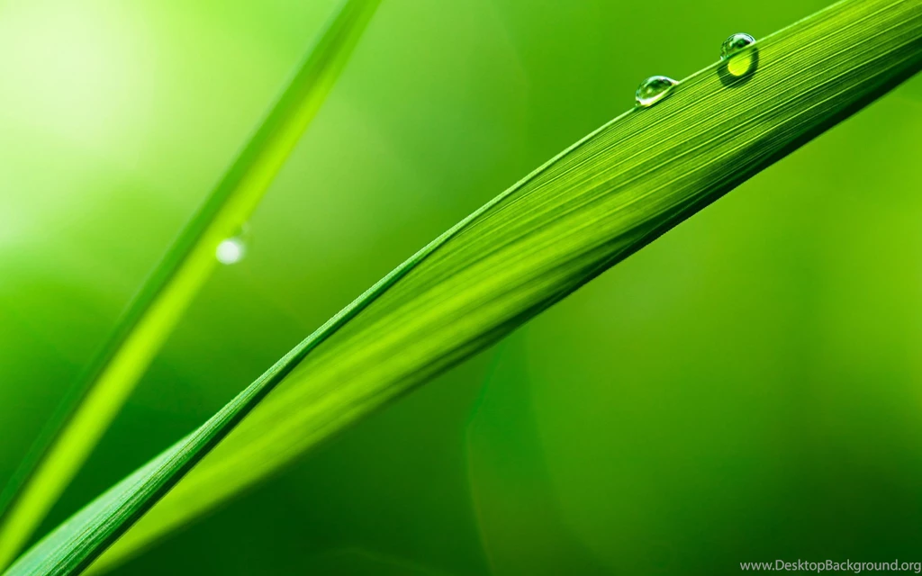 Daily Wallpaper: Macro Grass