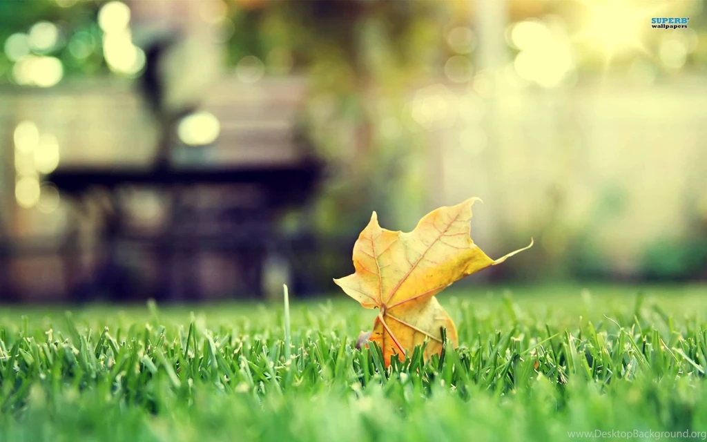 Leaf On Grass Wallpapers   Photography Wallpapers