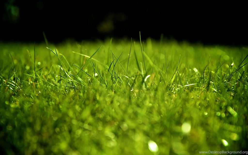 Grass Wallpapers For Walls 2015 Grasscloth Wallpapers