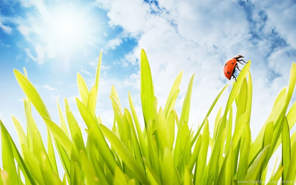 Ladybug On Grass Wallpapers