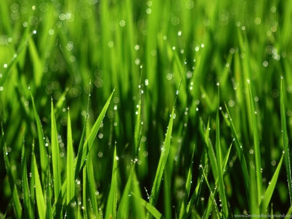 Leaves Hd Wallpapers ›› Page 2