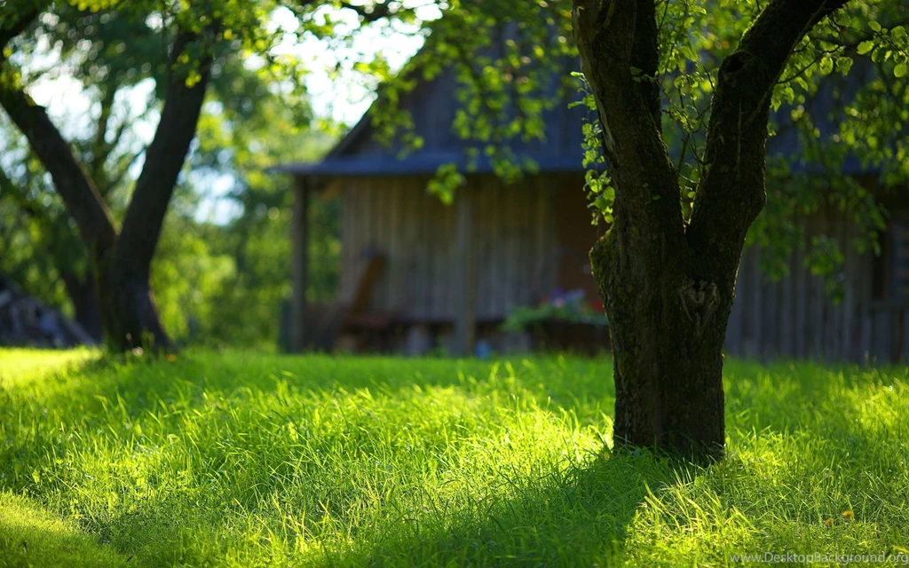 Summer Garden Green Grass Wallpapers
