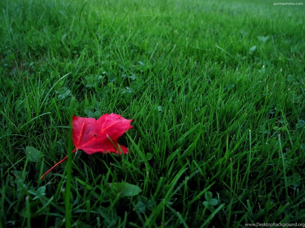 Red Leaf On Grass Wallpapers