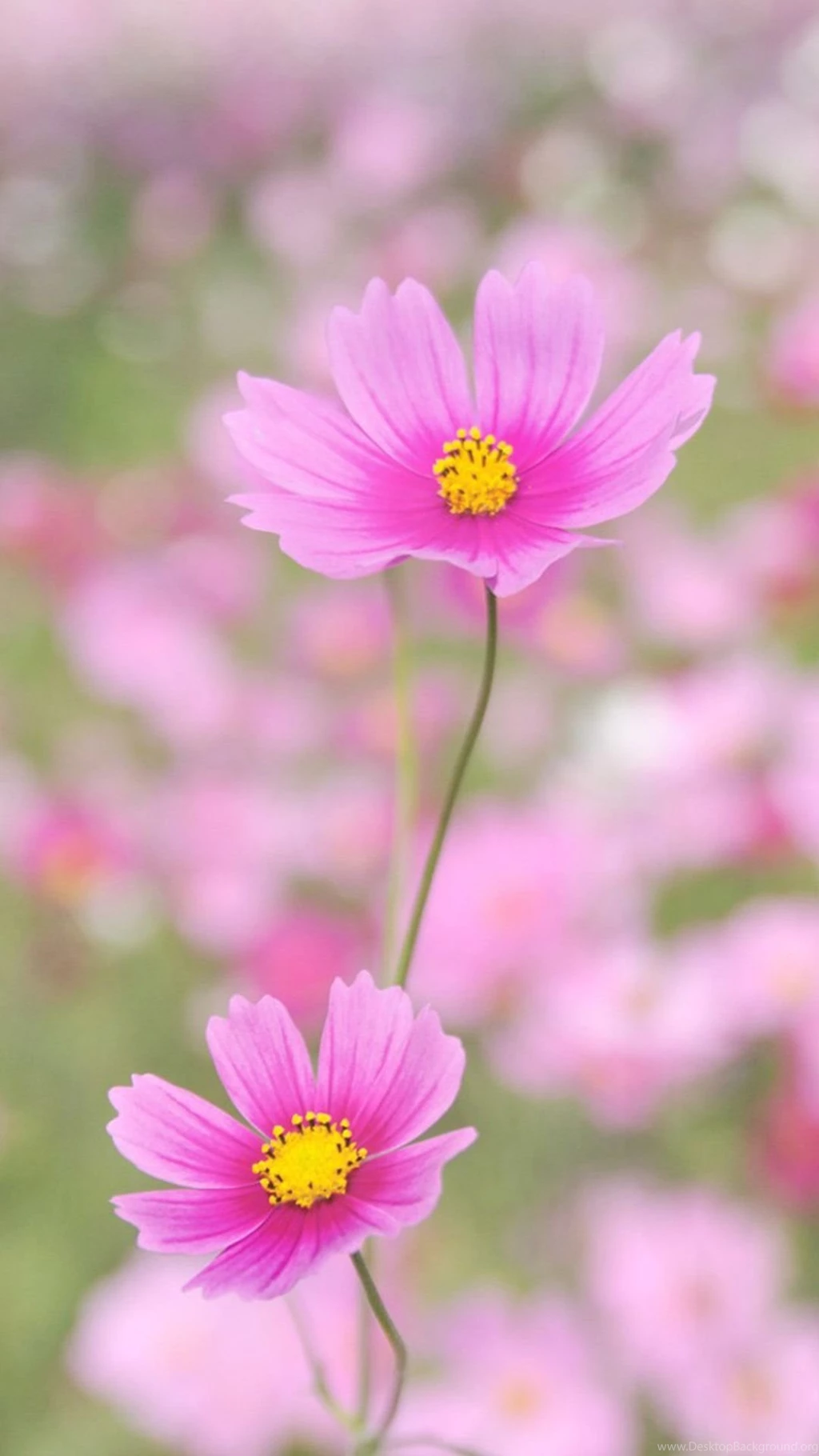 Nature Happy Gesang Flower iPhone 6 Wallpapers Download