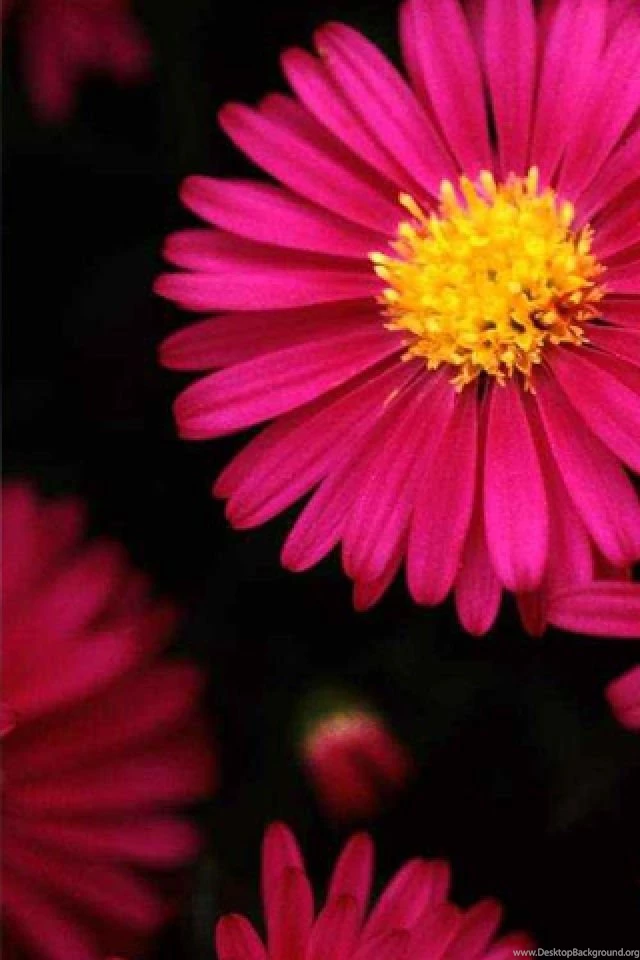 Gallery For Iphone Wallpapers Flowers Hd
