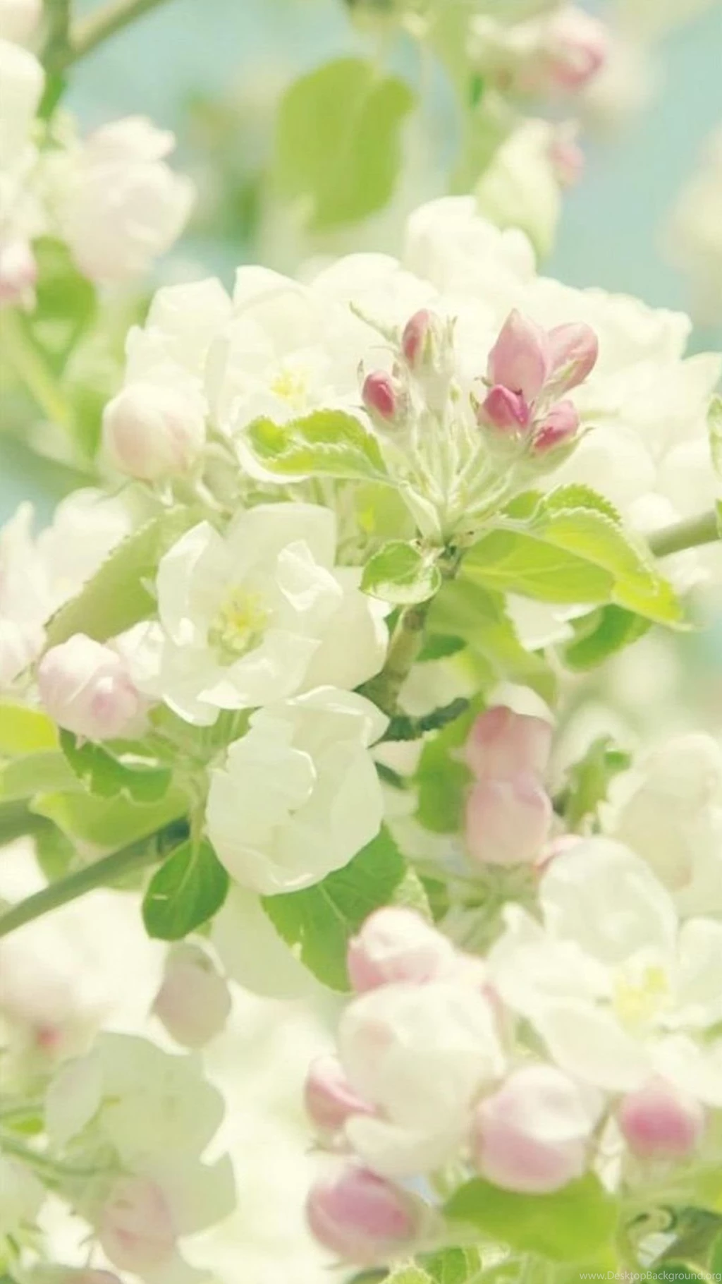 Nature Pure Spring Flower Branch iPhone 6 Wallpapers Download ...