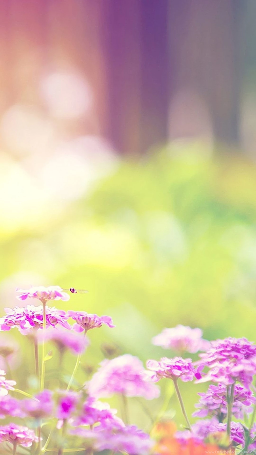 Dreamy Sunshine Bright Flower Bokeh iPhone 6 Wallpapers Download ...