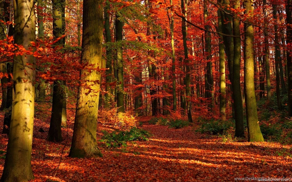 Gallery For Autumn Forest Wallpapers