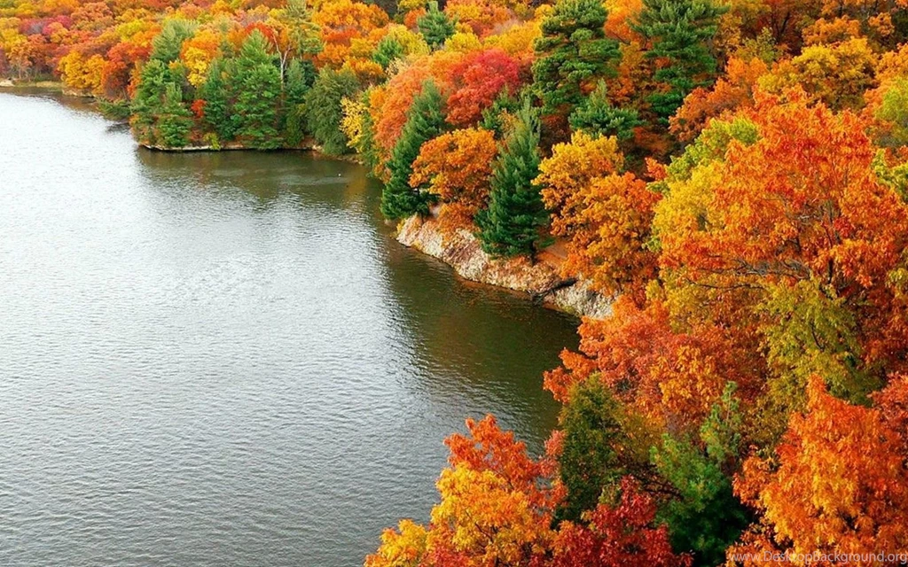 Autumn Oragne Lake Leaves Tree