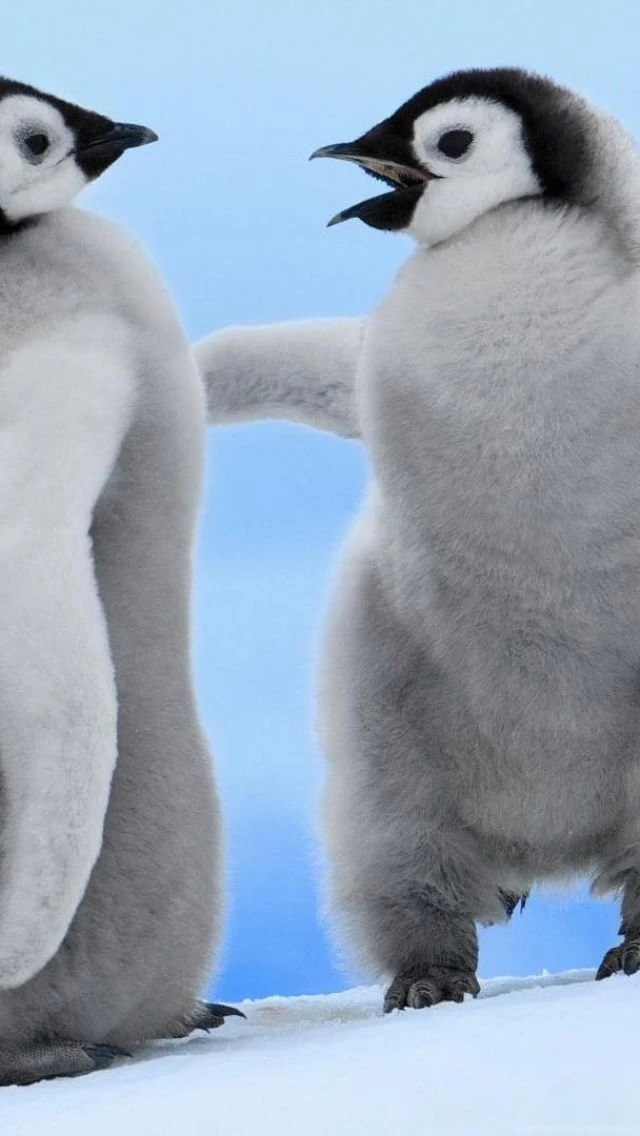Baby Penguins iPhone 5 Wallpapers
