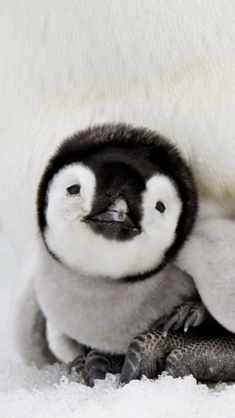 Download Wallpapers 750x1334 Penguin, Baby, Lie Down, Taking Care ...