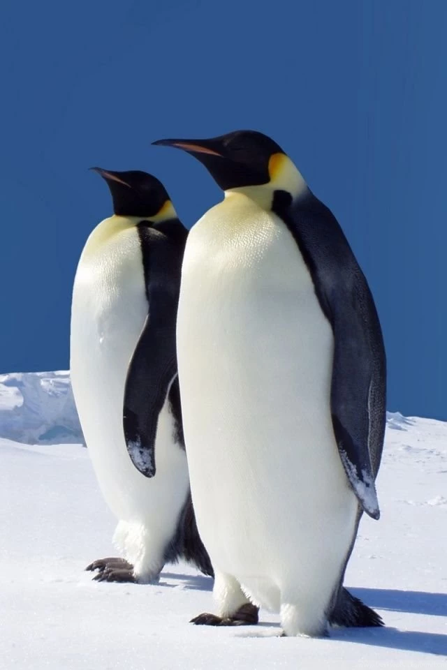 King Penguins Having A Meeting HD Desktop Wallpapers : Widescreen ...