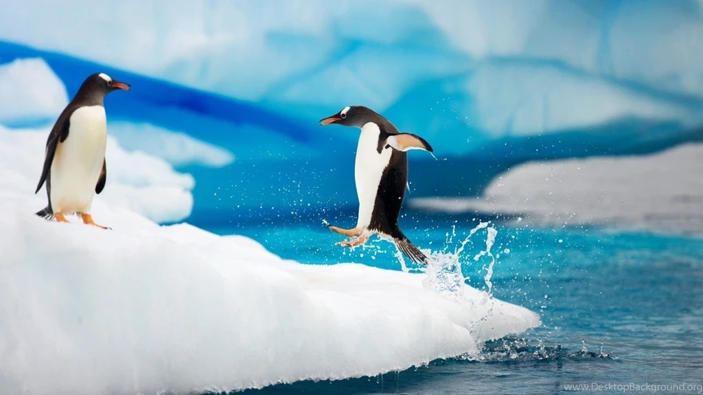 Penguin Wallpapers