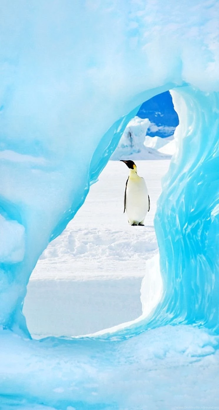 Penguin iPhone 5s Wallpapers