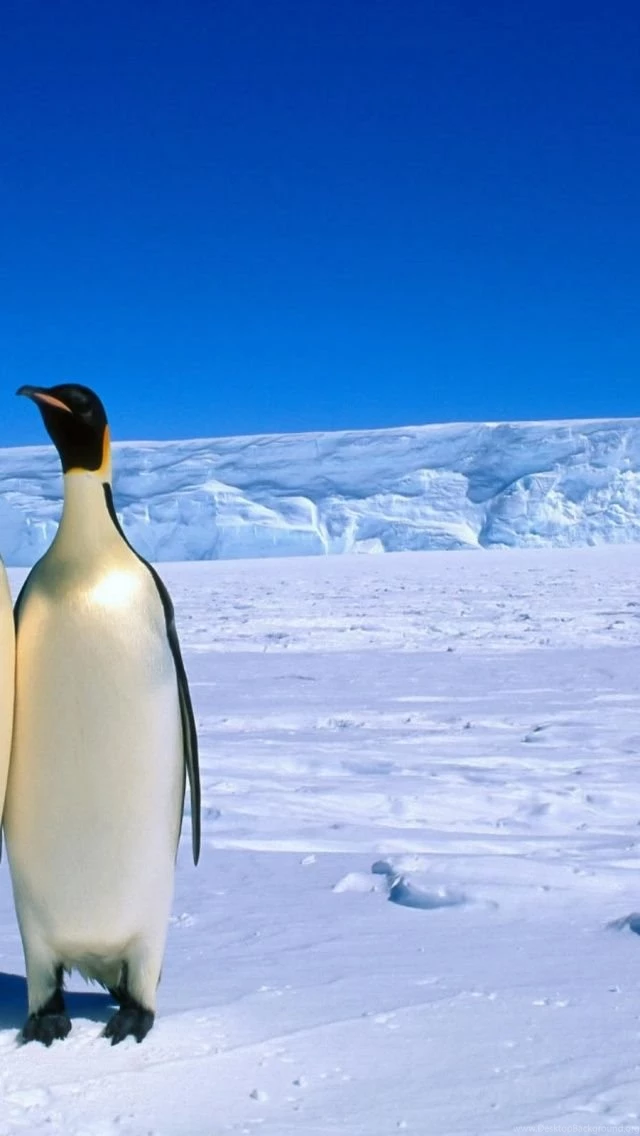 Penguins iPhone 5 Wallpapers
