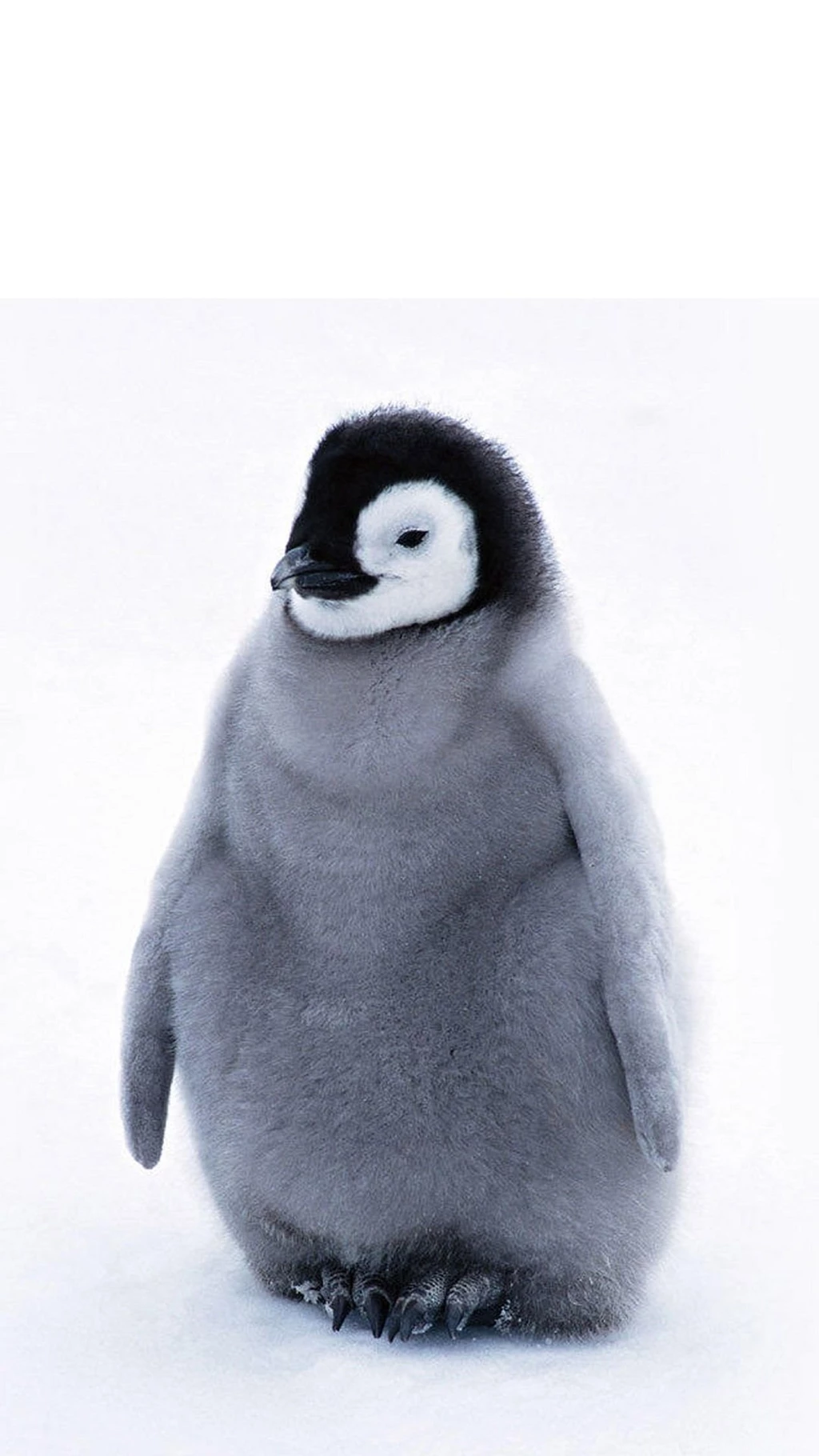 Penguin Wallpapers Page 3 Of 3 IOSWalls.com