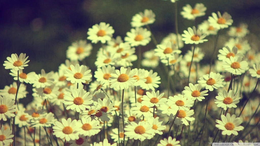 Gallery For Computer Wallpapers Photography